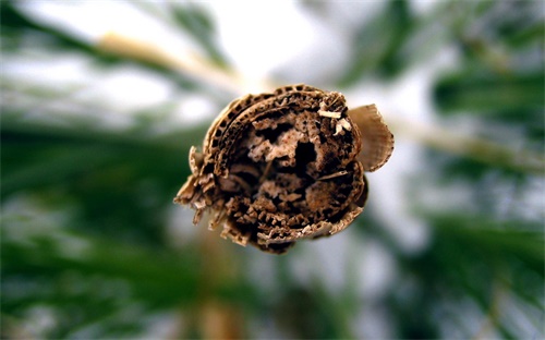 广东会计学自考科目有哪些
